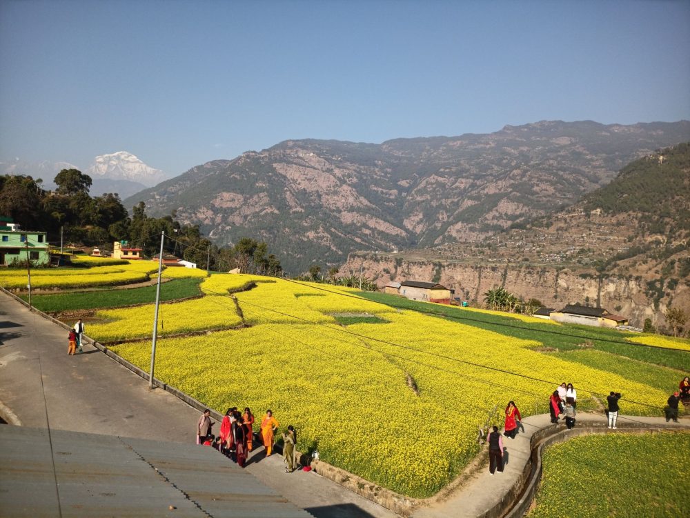 म्याग्दीको रत्नेचौरका तोरीबारीमा टिकटिक बनाउने भीड