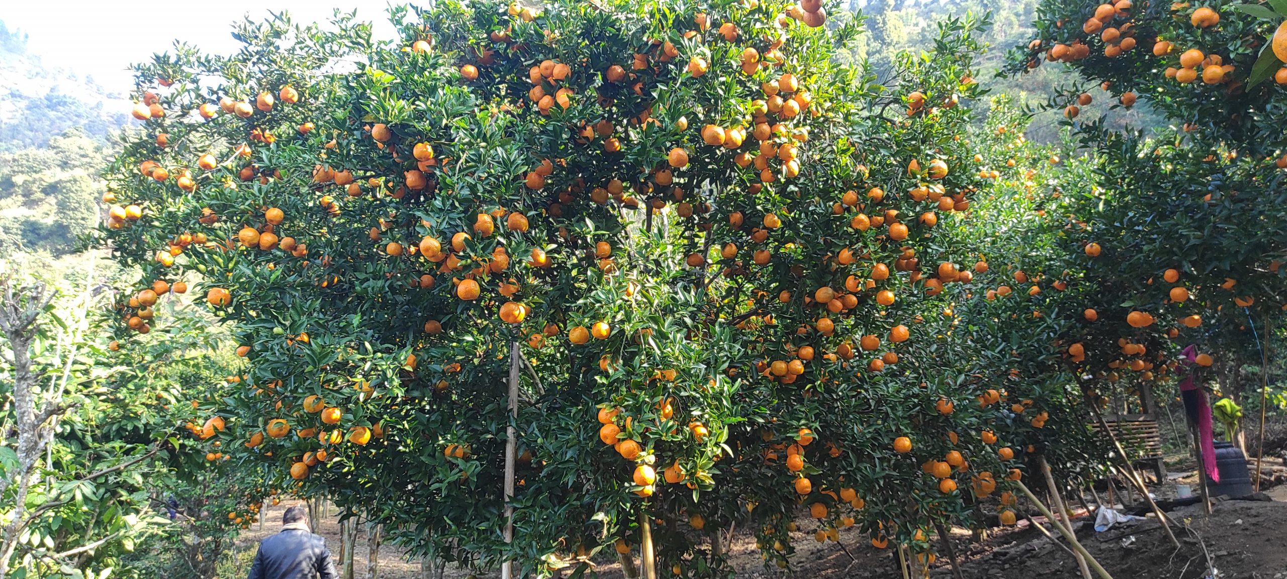 सुन्तलाखेतीमा जलवायु परिवर्तनको प्रभाव